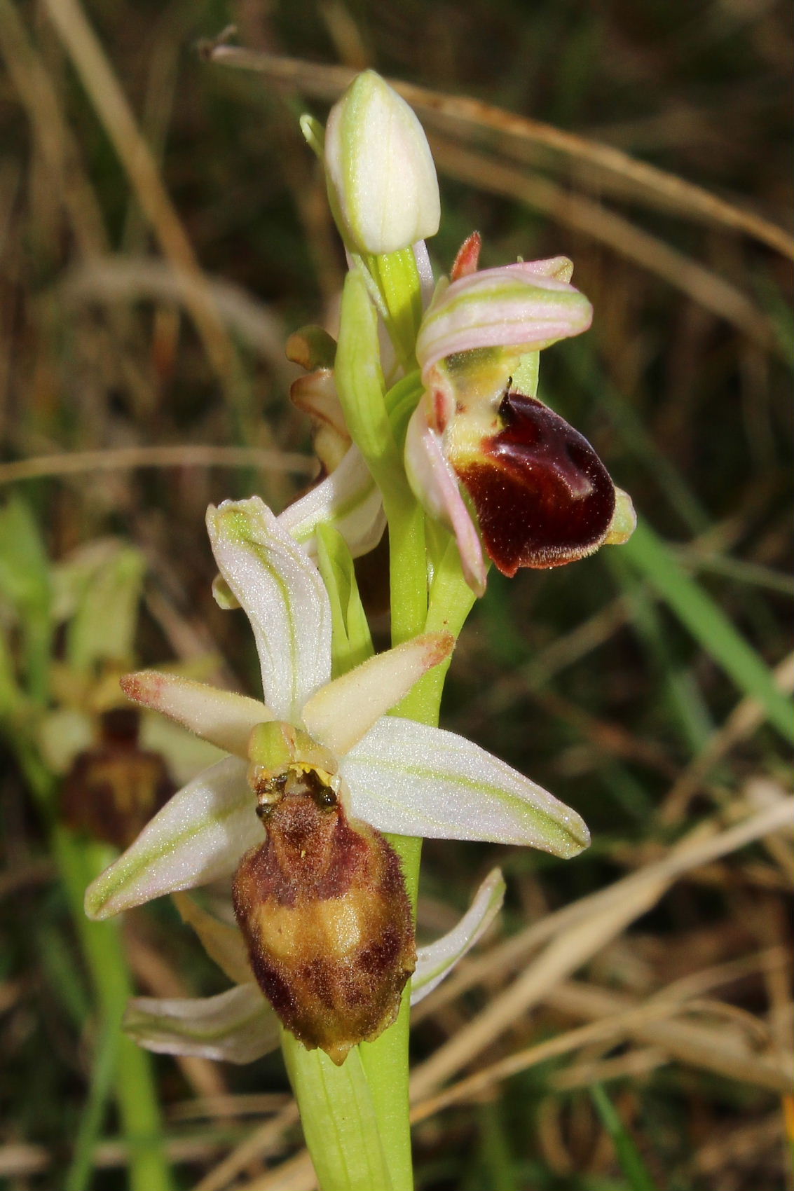 Ophrys exaltata subsp. montis-leonis - variabilit